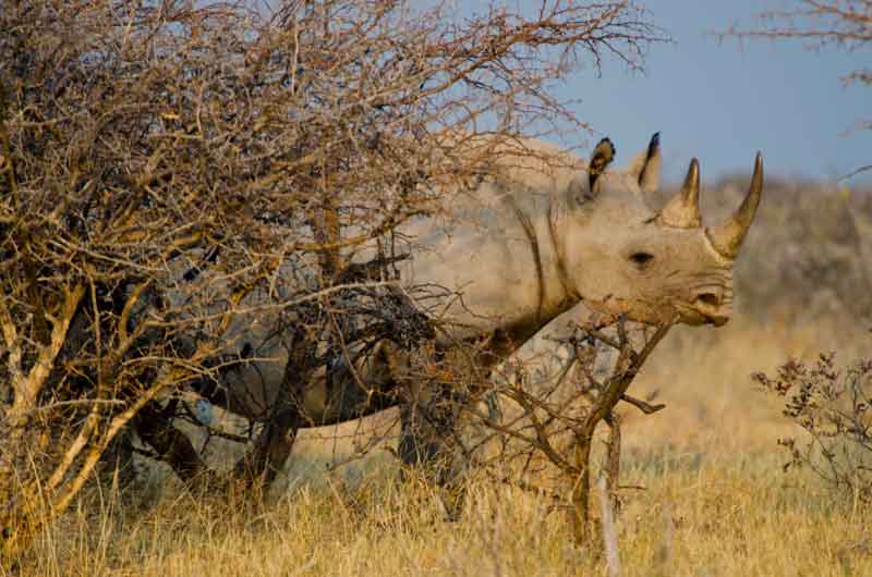 Rinoceronte - parque nacional de Etosha - Namibia 02.jpg